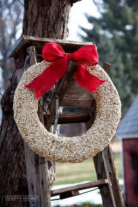 bird seed wreath from whipperberry