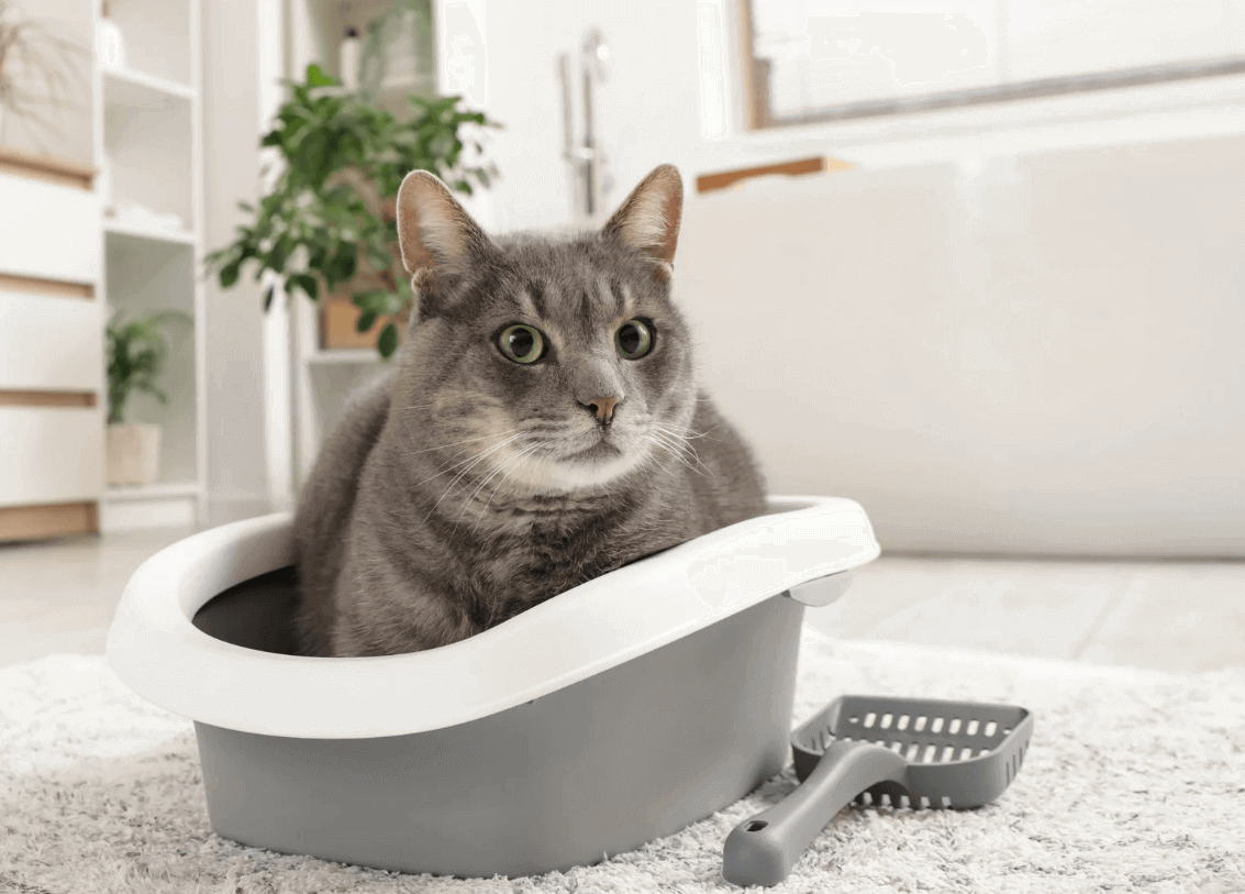 clean litter box