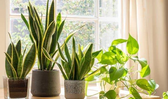 Plants by the bedroom window sill