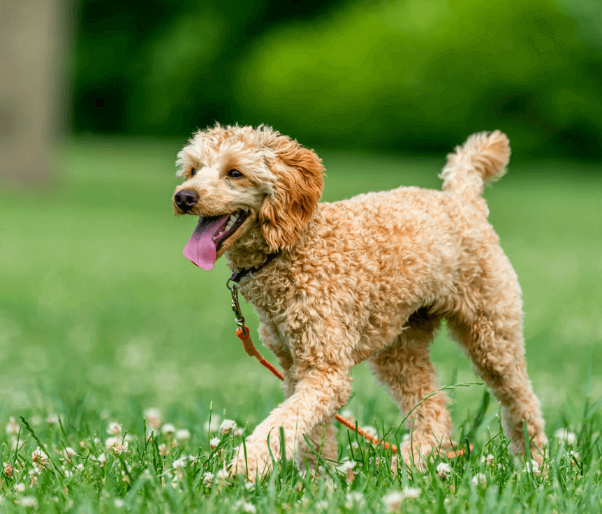 prevent fleas from spreading