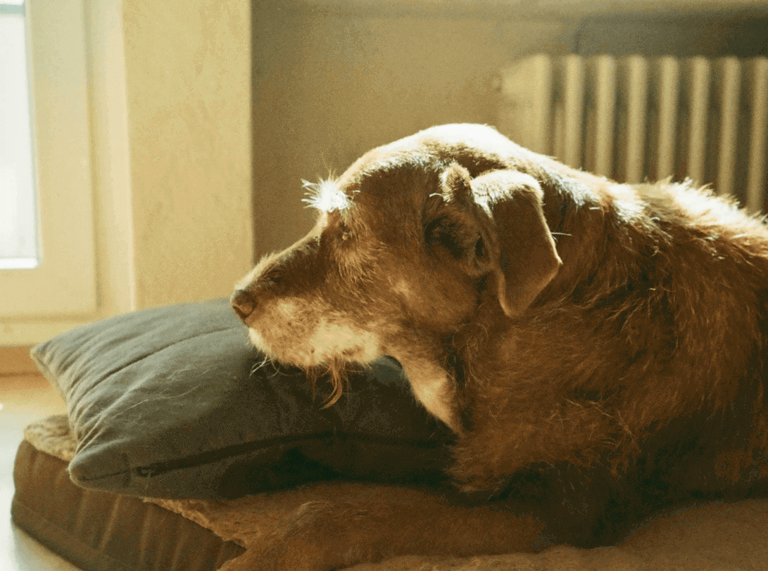 Senior dog resting on a floor pillow for joint comfort