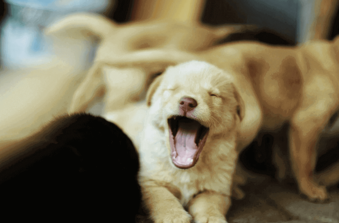 Vaccines Puppies Need