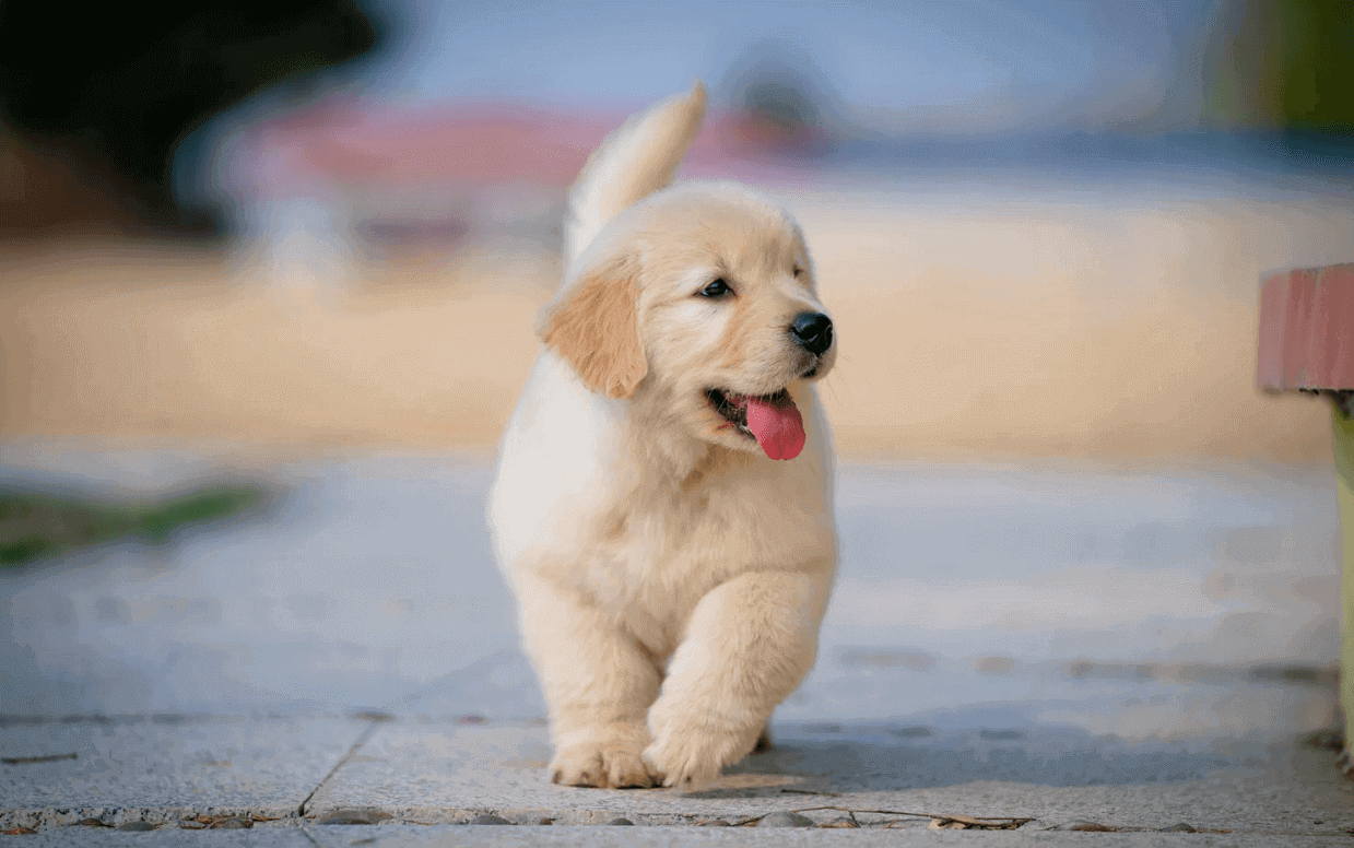 White puppy running on sidewalk