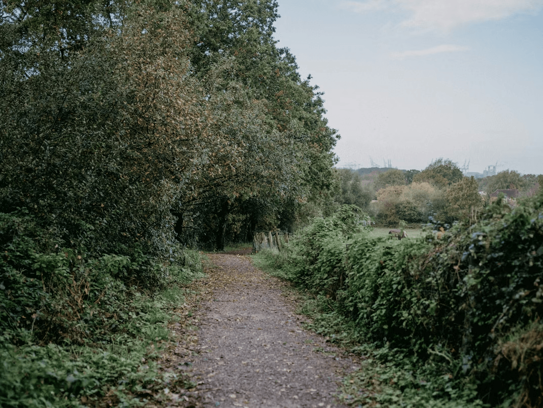 Dirt road through trees, potentially affected by outdoor