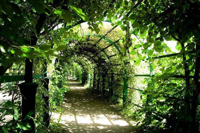 A path surrounded by lush trees and