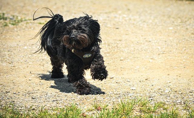 choosing the right dog