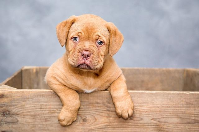 Chosing the Perfect Boy Dog Names