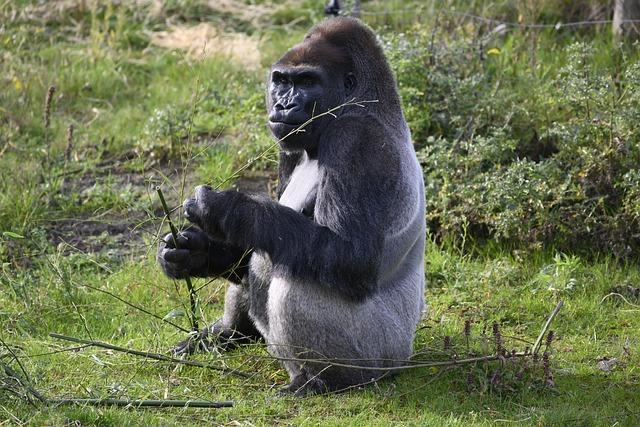 Gorilla Safari Trip