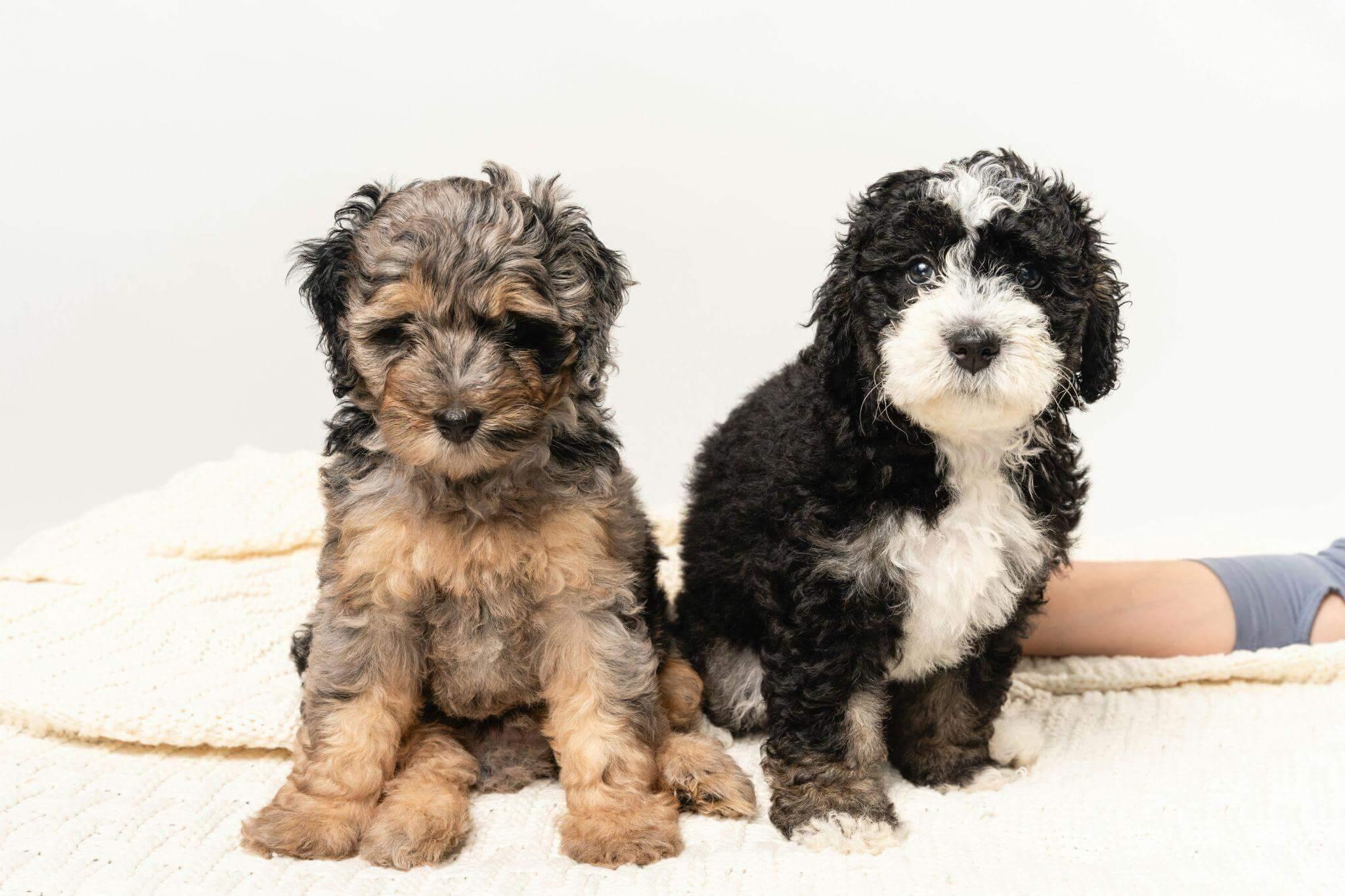 How to Choose the Right Dog