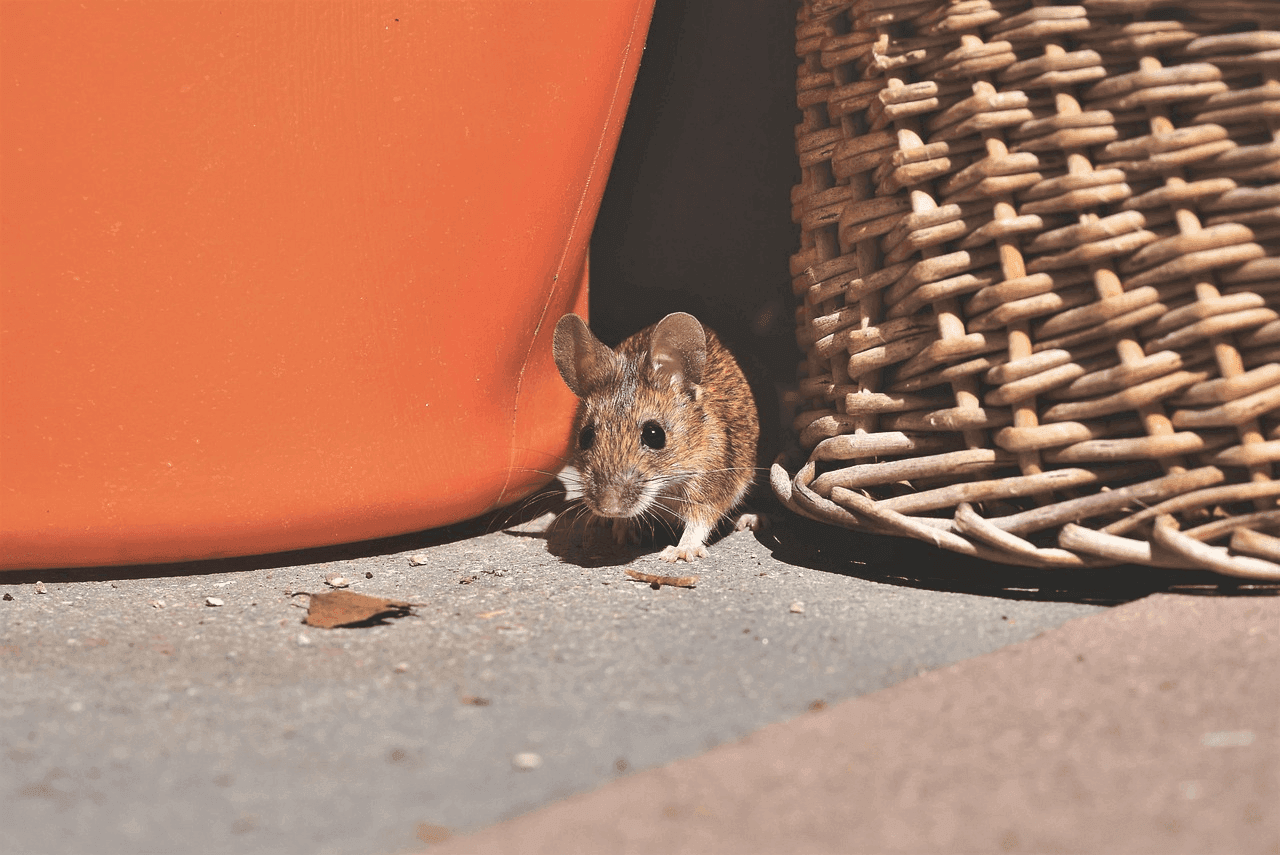 how to keep critters outside