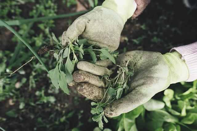 picking herbs