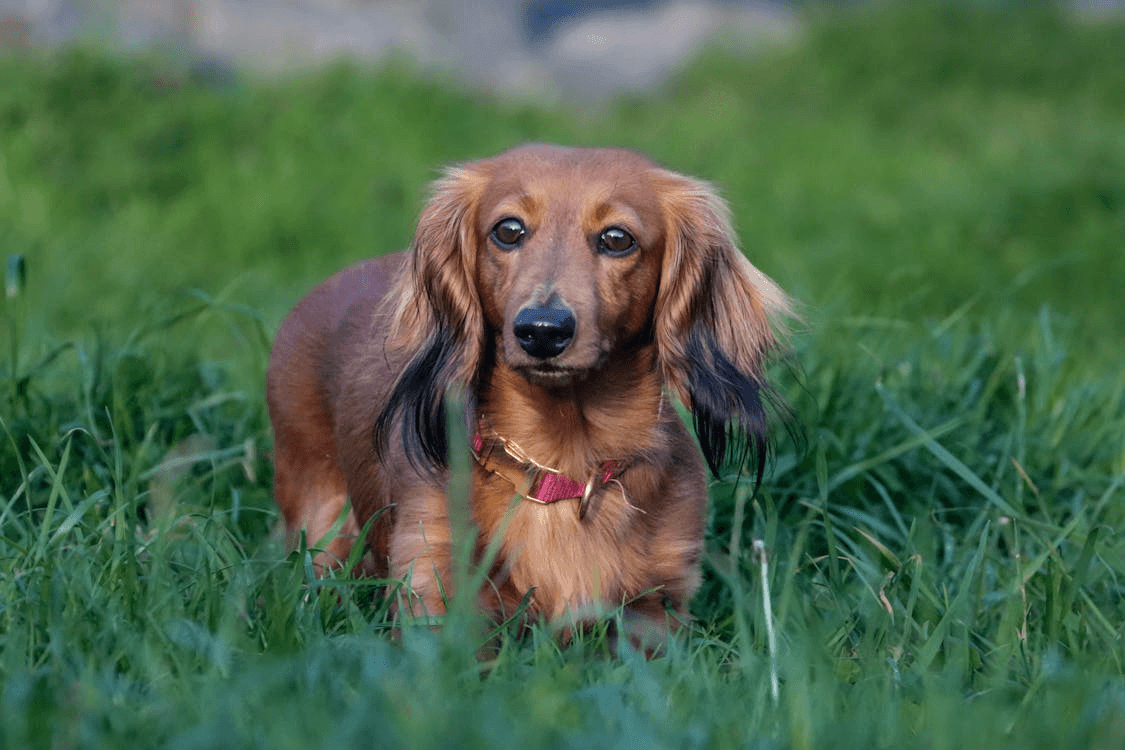Brown and black dog sitting in grass