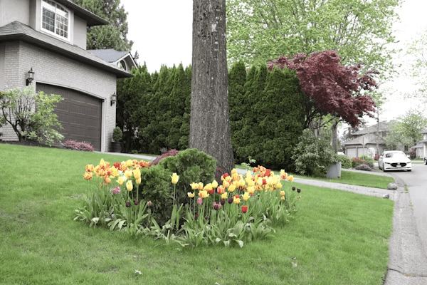 Colorful flowers blooming in green grass