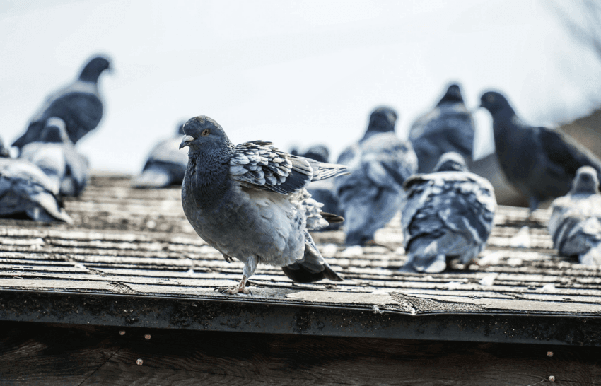 Managing Pigeons Around Apartments