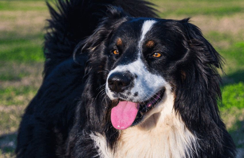 Pet Care Tips