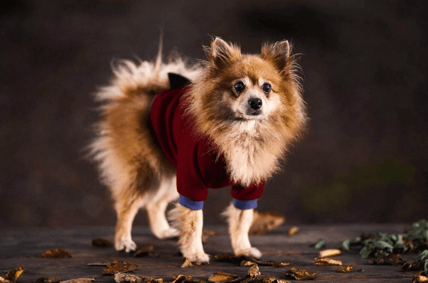 seasonal care tips for pets