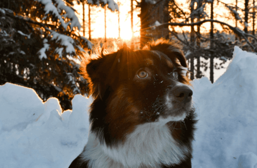 Seasonal Pet Care Tips