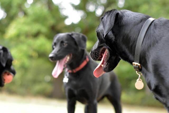 Three black dogs together for adoption day