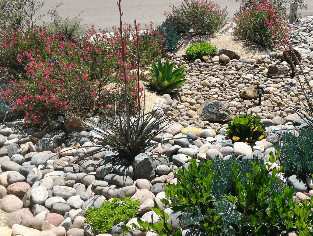 Rocks and drought-tolerant plants for xeriscaping