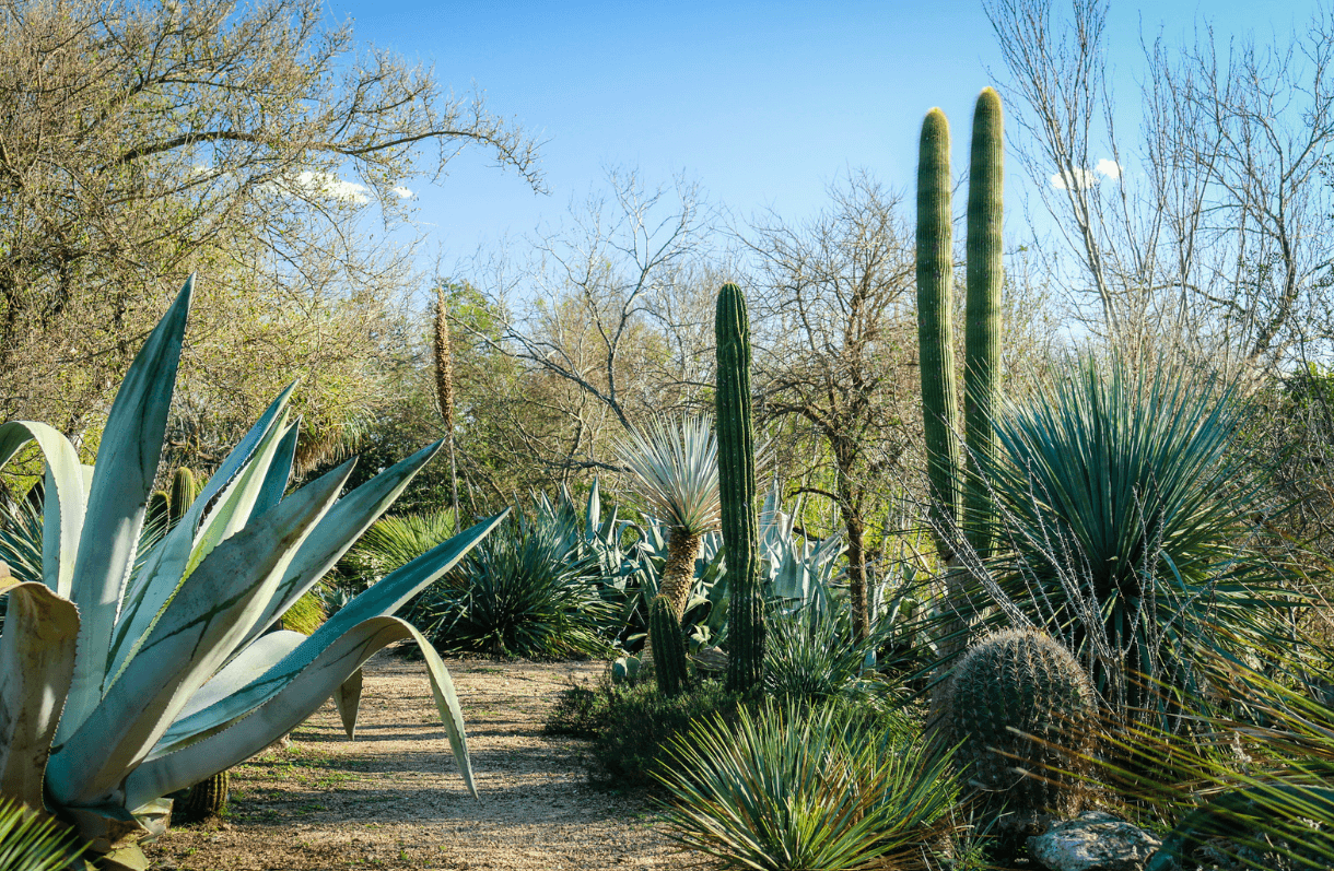 San Antonio Botanical Garden