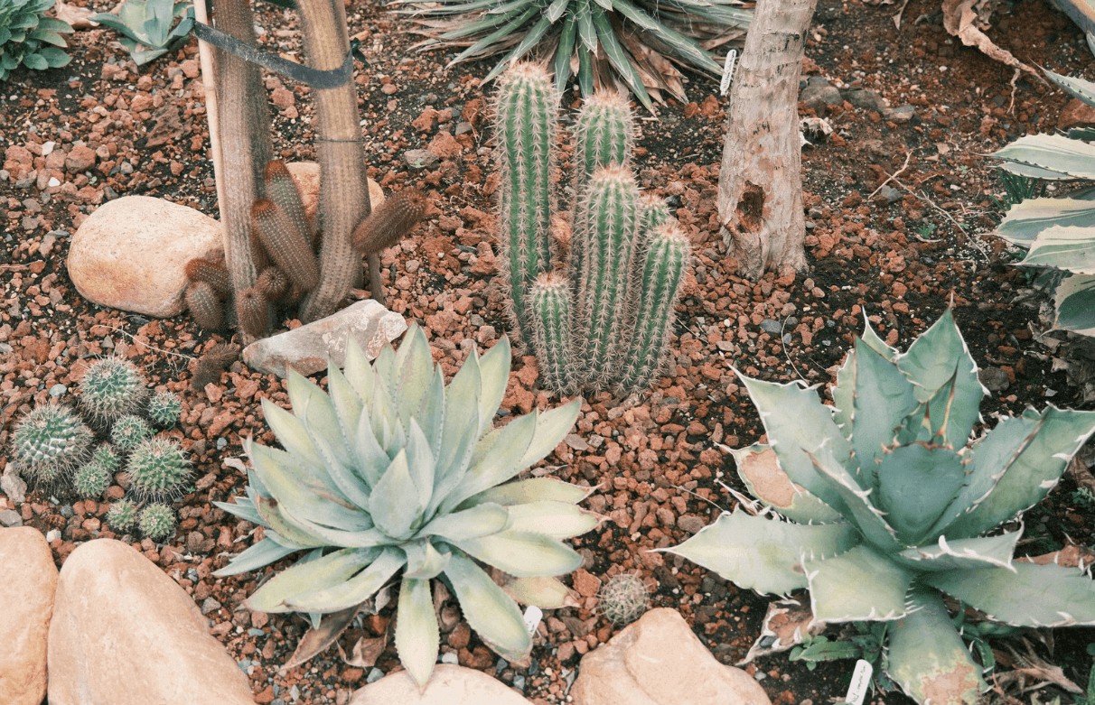 Xeriscaping your yard