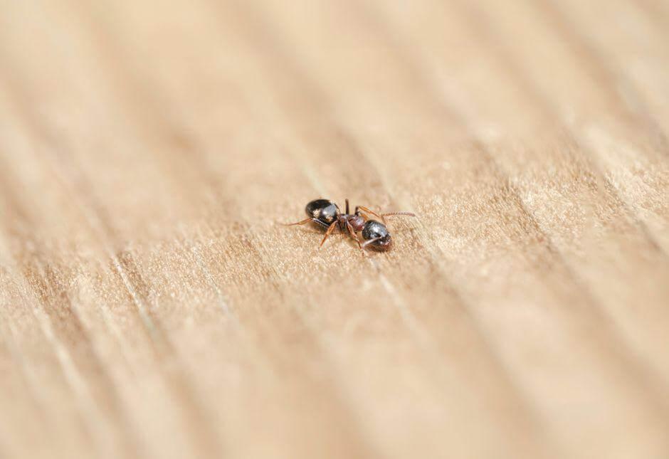 Two bugs on a wooden surface, showing stored product