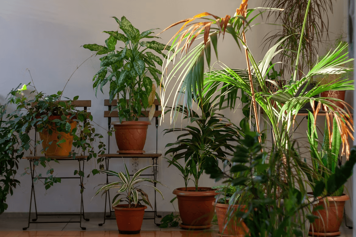 A variety of indoor flowering houseplants on a wooden shelf