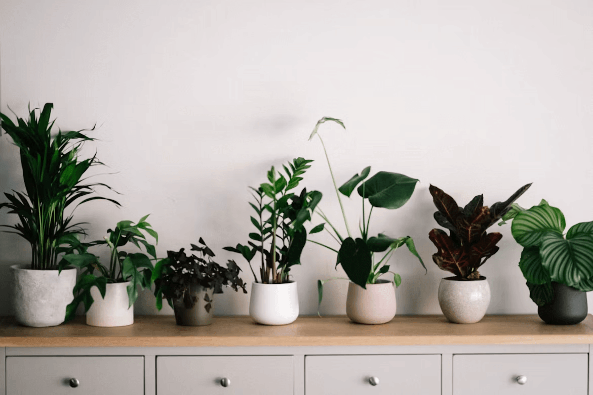 Indoor flowering houseplants in pots on a wooden table